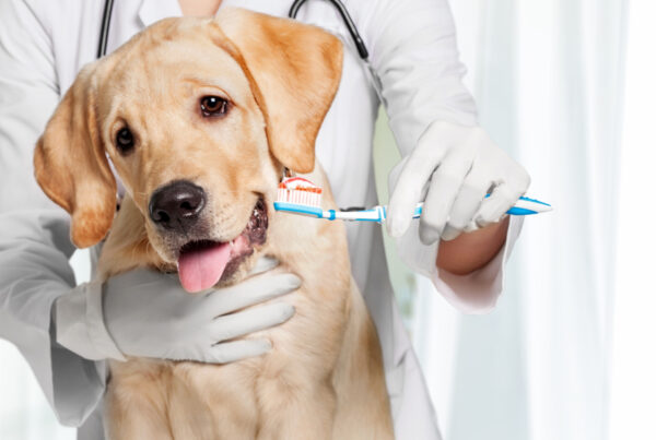 A veterinarian in a white coat brushing a Labrador retriever's teeth with a toothbrush. - Dog Teeth