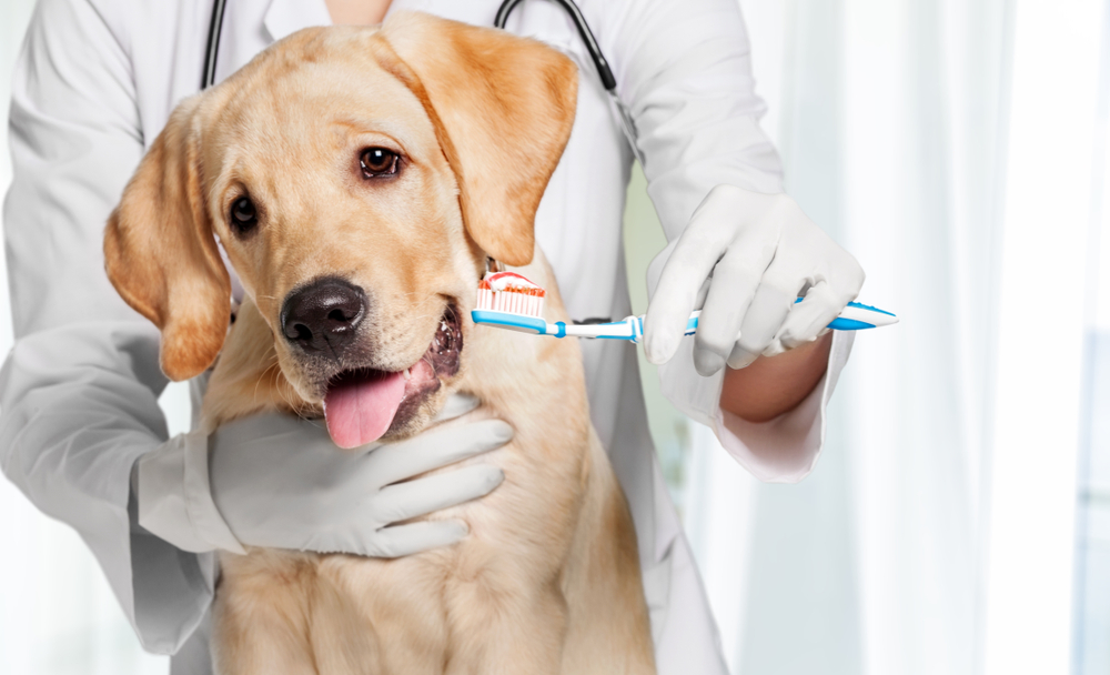 A veterinarian in a white coat brushing a Labrador retriever's teeth with a toothbrush. - Dog Teeth