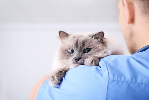 A fluffy cat with blue eyes rests on a veterinarian’s shoulder, looking directly at the camera. - Cat Vaccines